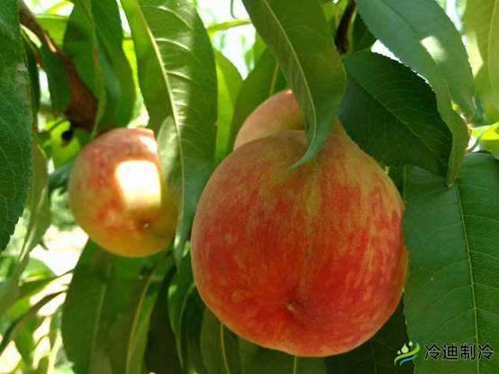 桃子儲(chǔ)存保鮮庫(kù)氣調(diào)庫(kù)(圖1) 桃子儲(chǔ)存保鮮庫(kù)氣調(diào)庫(kù)(圖1)