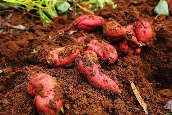 紅薯冷庫(kù)建造要點(diǎn)及100噸紅薯冷庫(kù)建造報(bào)價(jià)！(圖1)