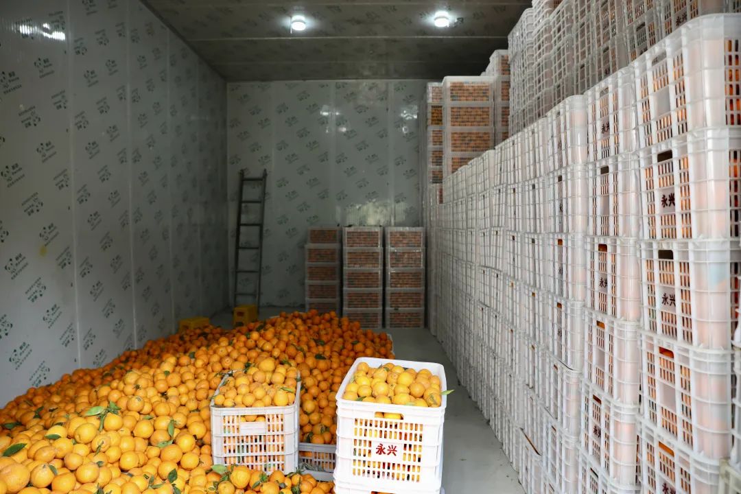 柑橘冷庫(kù)保鮮溫度，柑橘冷庫(kù)儲(chǔ)存1-9個(gè)月方法介紹