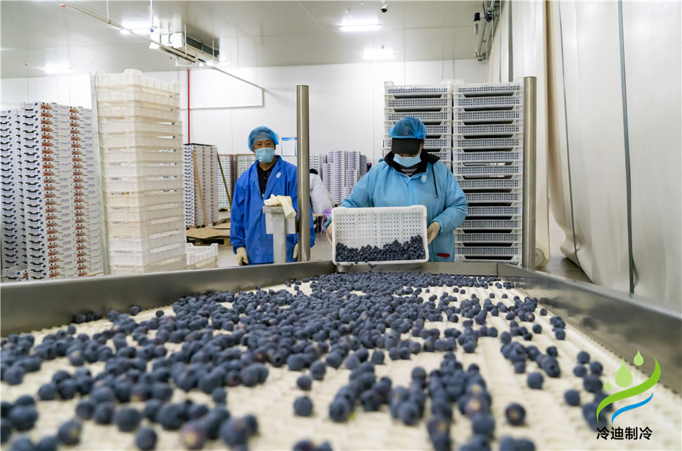 安裝一個(gè)100平米藍(lán)莓速凍冷庫(kù)造價(jià)多少錢？