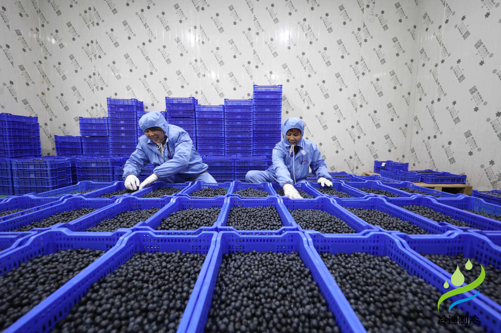 安裝一個(gè)100平米藍(lán)莓速凍冷庫(kù)造價(jià)多少錢？